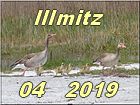 Illmitz 04